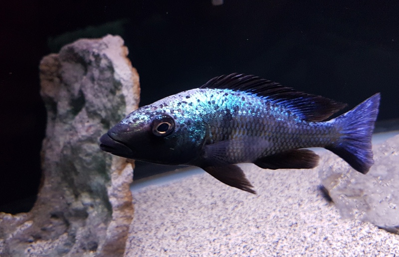 Fossorochromis rostratus